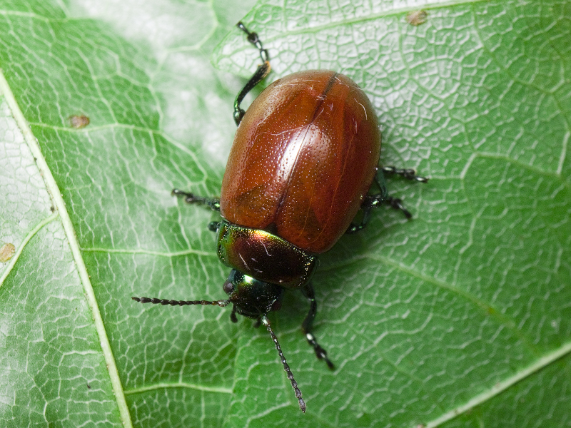 Chrysolina polita (Linnaeus, 1758)